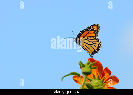 Monarch-Schmetterling im Flug-Profil Stockfoto