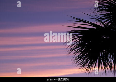 Palm Dawn, Joh Ding Darling National Wildlife Refuge, Florida Stockfoto