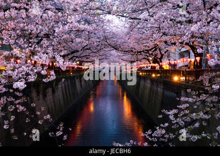 Kirschblüten in voller Blüte Fluss Meguro in Tokyo, Japan Stockfoto