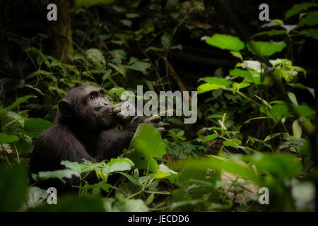 Wilde gemeinsame Schimpanse allein im afrikanischen Wald mit menschenähnlichen Ausdruck auf seinem Gesicht sitzen. Stockfoto