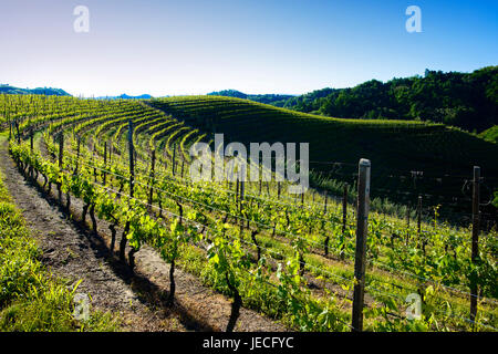 Aussicht auf Weinberge und Wälder im Morgenlicht Stockfoto