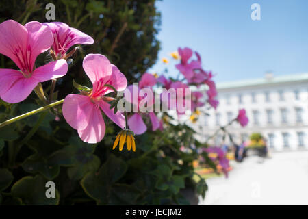 sonnigen Tag rosa Blüten mit Gebäude im Hintergrund Stockfoto