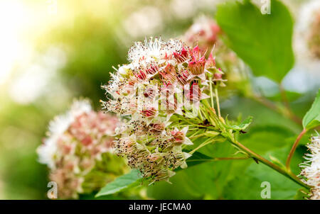 Puzyreplodnik Kalinolistny, Physocarpus opulifolius Stockfoto