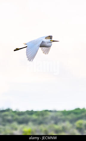 Ein Silberreiher im Flug bei Kakadoo Nationalpark, Northern Territory, Australien. Stockfoto