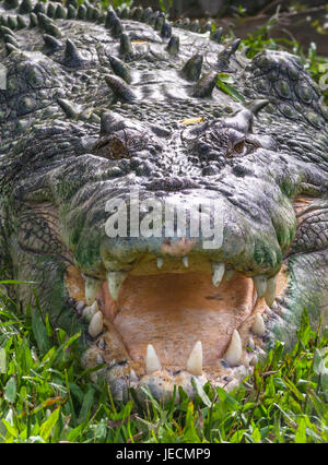 Salzwasser-Krokodil in Kakadu, Northern Territory, Australien. Stockfoto