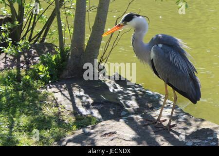 Der Graureiher ist direkt am Wasser stehen. Stockfoto