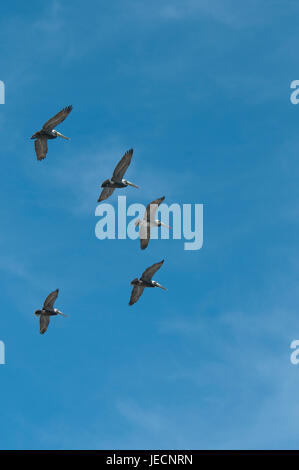 Bown Pelikane Pelecanus Occidentalis, fliegen in Formation über Wrightsville Beach, North Carolina. Stockfoto