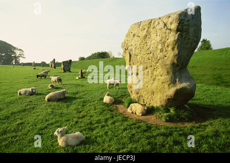 Großbritannien, England, Wiltshire, Avebury, Steinkreis, Schafe, Europa, Süd schmale Land, Ort von Interesse, Denkmal, Steinkreis-Anlage, Wahrzeichen, Kultstätte, Kult-Anlage, historisch, Stein Blöcke, Megalithe, Monolithen, array, rätselhaft, geheimnisvoll, mystisch, vorgeschichtlicher, Kult, Kultur, Okkultismus, Spiritualität, Vergangenheit, UNESCO-Weltkulturerbe, Sommer, Reiseziel, Tourismus, Weide, Wiese, Tiere, Weiden, Stockfoto