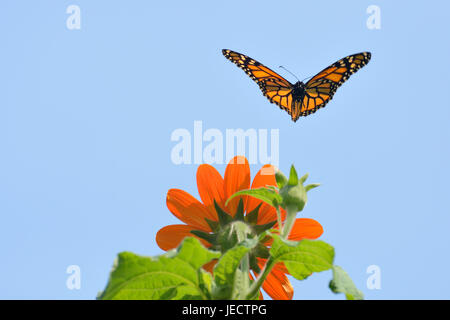 Monarch-Schmetterling im Flug Stockfoto