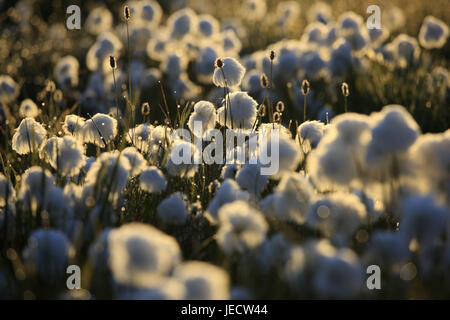 Grönland, Disko-Bucht, Ilulissat, Wollgras, Wollgras spec, Gegenlicht, Westgrönland, der Arktis, Sommer, Vegetation, Botanik, Rasen, Pflanzen, Schilf Grass, Blume Ärmel, Abendlicht, unberührte Natur, Stockfoto