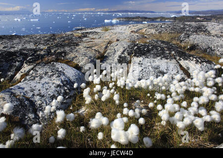 Grönland, Disko-Bucht, Ilulissat, Wollgras, Wollgras spec, Blick, Westgrönland, die Arktis, Sommer, Vegetation, Botanik, Rasen, Pflanzen, Schilf Grass, Blume Ärmel, Natur, unberührte, Felsen, Küste, Küstenlandschaft, Ansicht, Fjord, Meer, Treibeis, Stockfoto