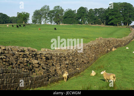 Großbritannien, England, Houesteads, Hadrian Damm, Landschaft, Europa, Ausgrabungen, Sehenswürdigkeiten, Stadtmauer, Reste der Stadtmauer, Ruine, Stein Mauer, Kultur, historisch, menschenleer, Schafe, Kühe, auf die Weide, Weiden, Stockfoto