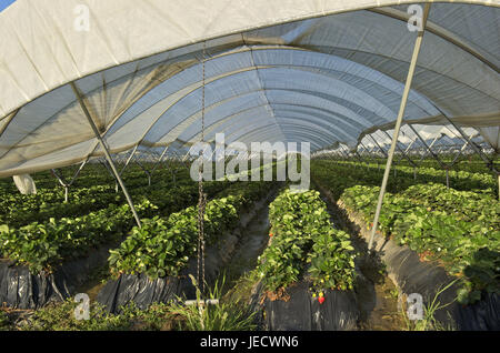Spanien, Andalusien, Region Huelva, Erdbeere Pflanzen in einem Gewächshaus, Stockfoto