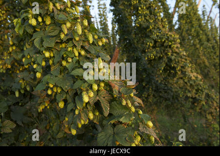 Frankreich, Bas-Rhin, weiße Burg, Anhang Hop, Stecker, mittlere close-up, Stockfoto