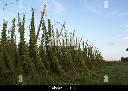 Frankreich, Bas-Rhin, weiße Burg, Anhang des Hopfens, Stockfoto