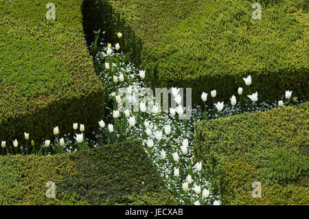 Frankreich, Schloss Villandry, Schloss-Garten, Stockfoto