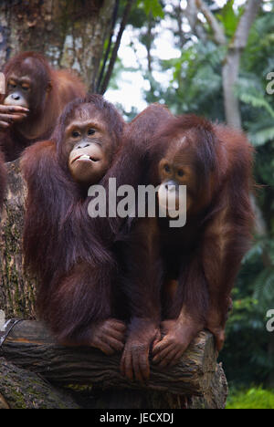 Orang Utans im Zoo von Singapur, Stockfoto