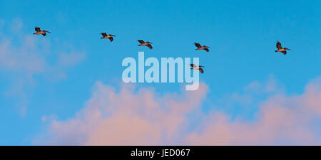 Braune Pelikane fliegen in Formation bei Sonnenaufgang entlang der Nordosten Floridas Küste in Ponte Vedra Beach. (USA) Stockfoto