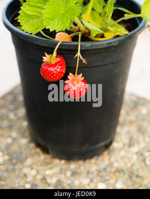 Zwei Beeren hängen über der Seite außerhalb der Topf Frucht am Rebstock Stockfoto