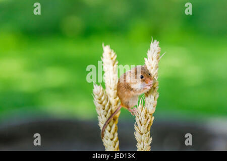 Britische Tierwelt: eurasischen Zwergmaus (Micromys Minutus) klettern auf einem Ohr Weizen, British Wildlife Centre, Newchapel, Lingfield, Surrey, UK Stockfoto