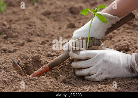 Händen der Gärtner Pflanzen Sämling von Gurken im Garten Stockfoto