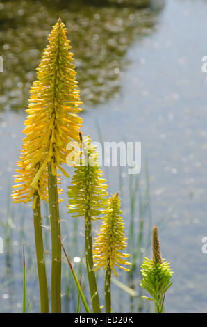 Gruppe von roten heißen Poker Blumen See Stockfoto