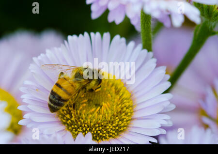 Bienen ernähren sich von daisy Stockfoto