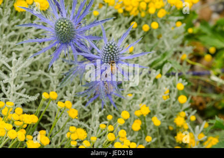 Meer-Holly mit Biene im trockenen Garten Stockfoto