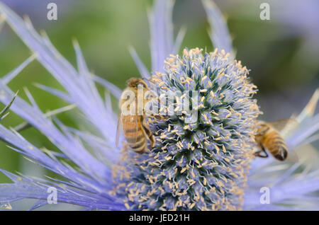 Meer-Holly mit Bienen in Nahaufnahme Stockfoto