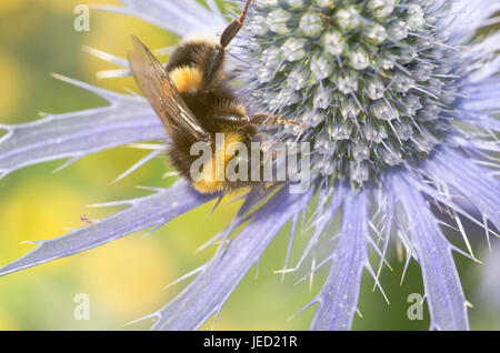 Meer-Holly mit großen Hummel in Nahaufnahme Stockfoto