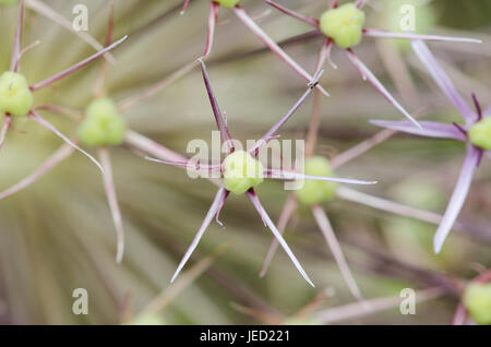 Alium Blume in extremer Nahaufnahme nach der Blüte in abstrakte Muster Stockfoto