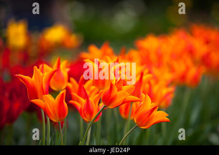 Unscharfen Hintergrund Orange Tulpen Stockfoto