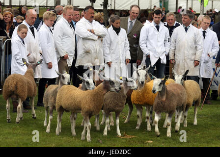 Landwirte sehen Sie ihre Schafe im Show-Ring während der Royal Highland Show in Edinburgh. Stockfoto