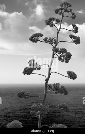 Agave Blumen- und Pflanzenmarkt mit Blick auf das Mittelmeer Meer Stockfoto