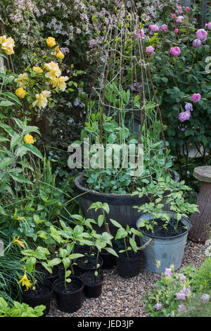 Vielzahl von Pflanzen, die im Frühjahr in Töpfen wachsen. einschließlich der Sonnenblumen, Tomaten und Erbsen. UK Stockfoto