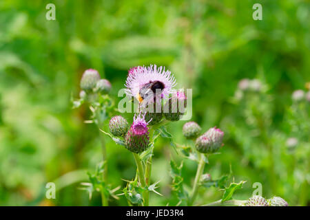 Eine White Tailed Hummel sammeln Pollen von einer lila Distel und Pollen in Nottinghamshire, England abgedeckt. Stockfoto