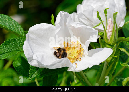 White-tailed Bumblebee sammeln Pollen von den Staubfäden einer weißen rambling rose Stockfoto