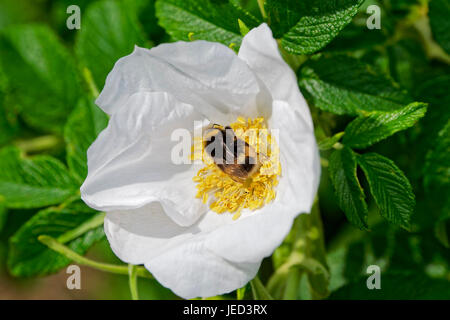 Nahaufnahme einer gemeinsamen White Tailed Biene, die Pollen von einer großen weißen Hund Rose Blume in der Sonne Stockfoto