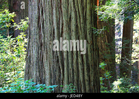 Mächtige Redwood Stamm in Redwood NP, California Stockfoto