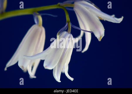 Studie von Centaurea Montana 'Alba' hautnah Stockfoto