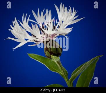 Studie von Centaurea Montana 'Alba' hautnah Stockfoto