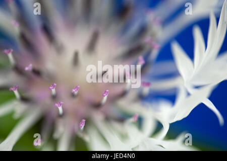 Studie von Centaurea Montana 'Alba' hautnah Stockfoto