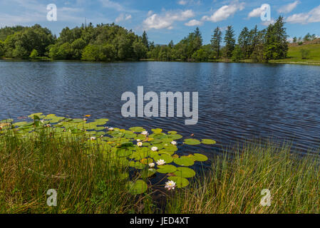 Moos Eccles Tarn in der Nähe von weit Sawrey in South lakeland Stockfoto