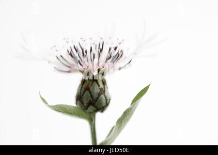 Studie von Centaurea Montana 'Alba' hautnah Stockfoto