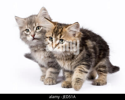 Zwei Sibirische Waldkatze/Kätzchen spielen auf weißen Hintergrund islolated Bewegen auf der Seite Stockfoto