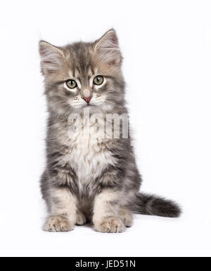 Sibirische Katzen/Kätzchen saß auf weißem Hintergrund Stockfoto