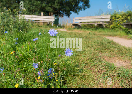 Cichorium Intybus - gemeinsame Chicorée-Blumen Stockfoto