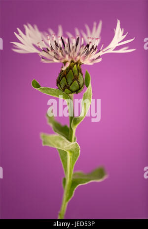 Studie von Centaurea Montana 'Alba' hautnah Stockfoto