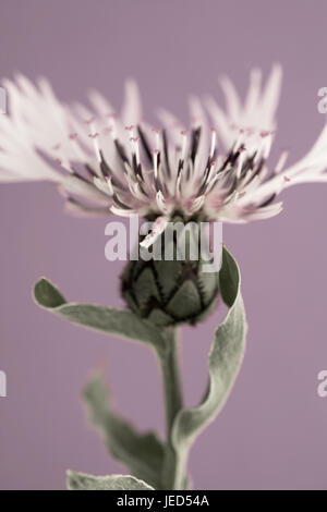 Studie von Centaurea Montana 'Alba' hautnah Stockfoto