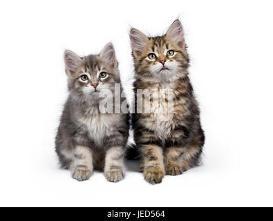 Zwei y-Sibirische Waldkatze/Kätzchen saß auf weißem Hintergrund die Kamera isoliert Stockfoto